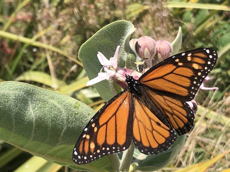 Butterfly Habitat