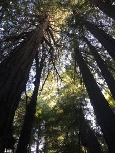 Redwoods-225x300