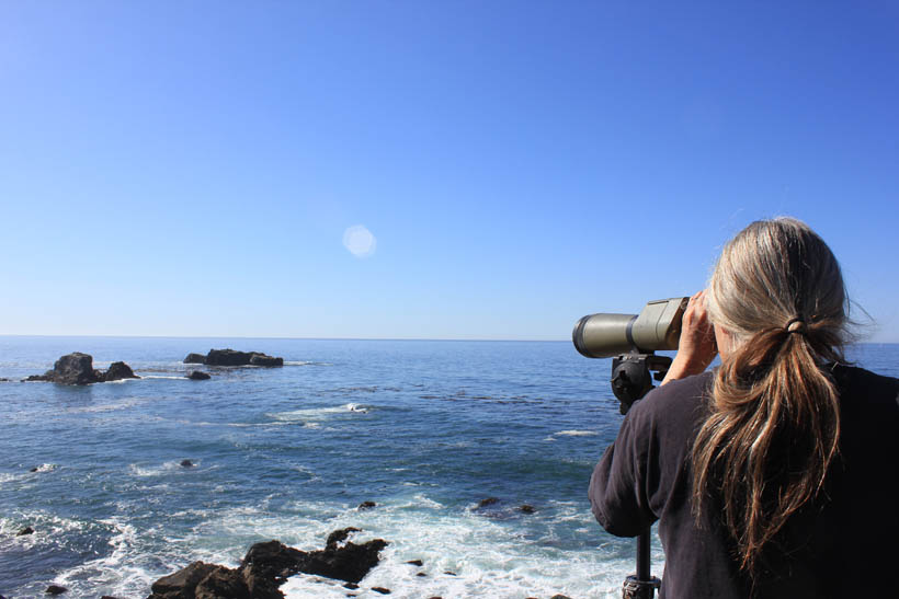 Marine Mammal Monitoring at Fort Ross State Historic Park