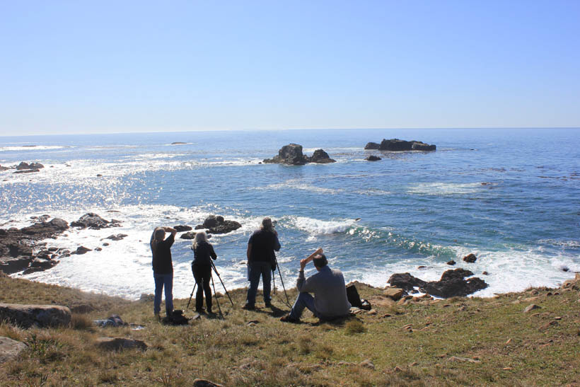 Marine Mammal Monitoring, Volunteer at Fort Ross State Historic Park