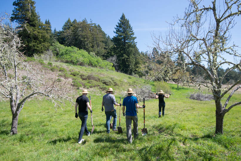 Orchard Volunteers at Fort Ross State Historic Park