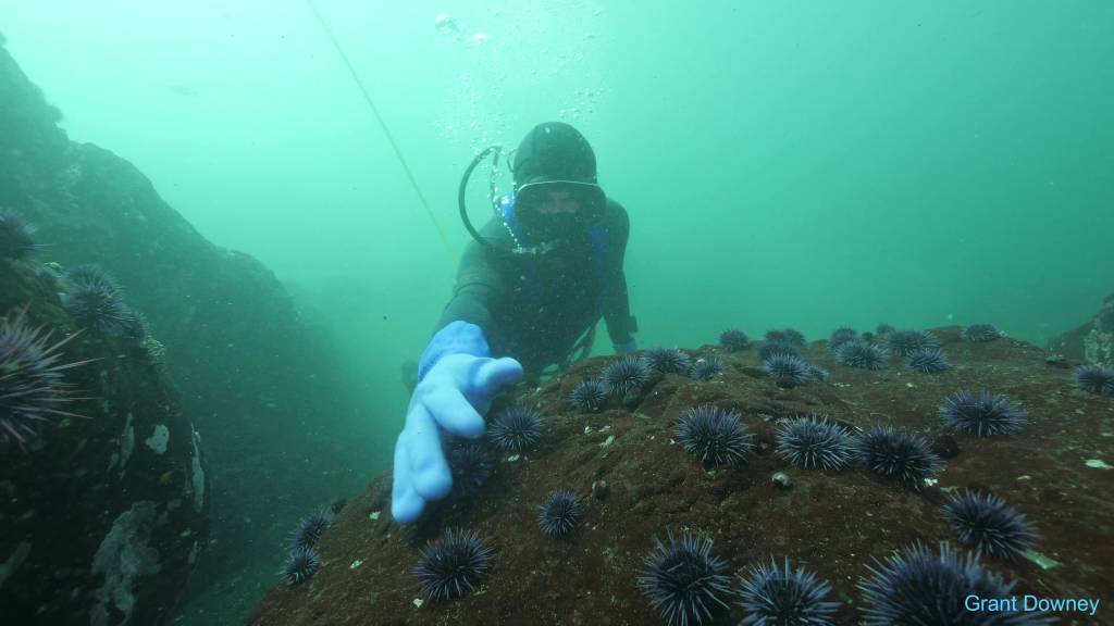 Kelp Forest Restoration