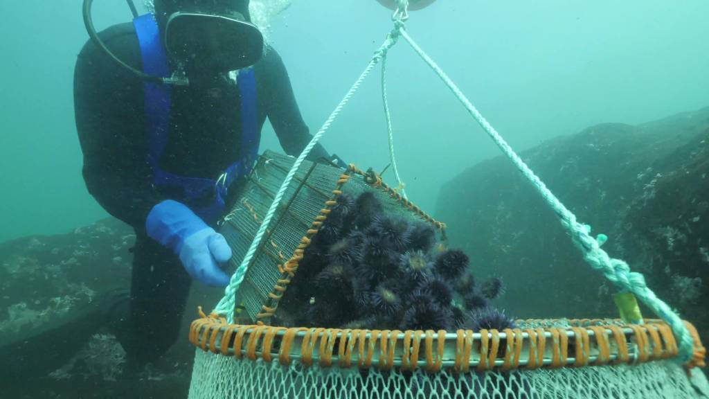 Kelp restoration