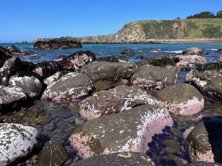Kelp restoration