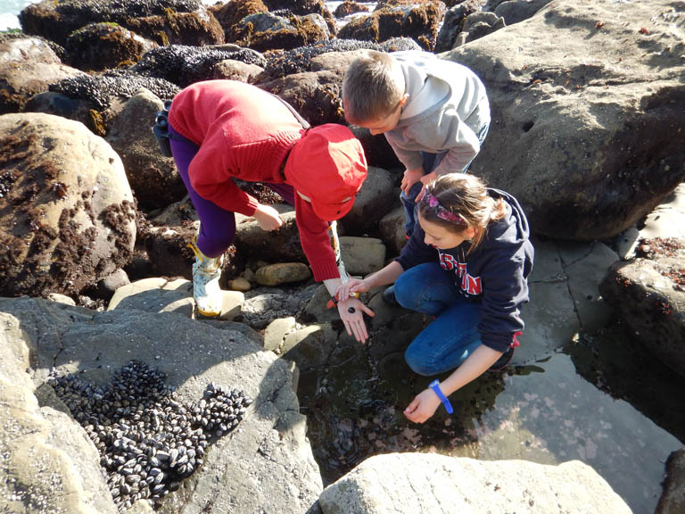 Exploring Tide Pools During a Marine Ecology Program at Fort Ross State Historic Park