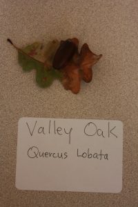 Valley-Oak