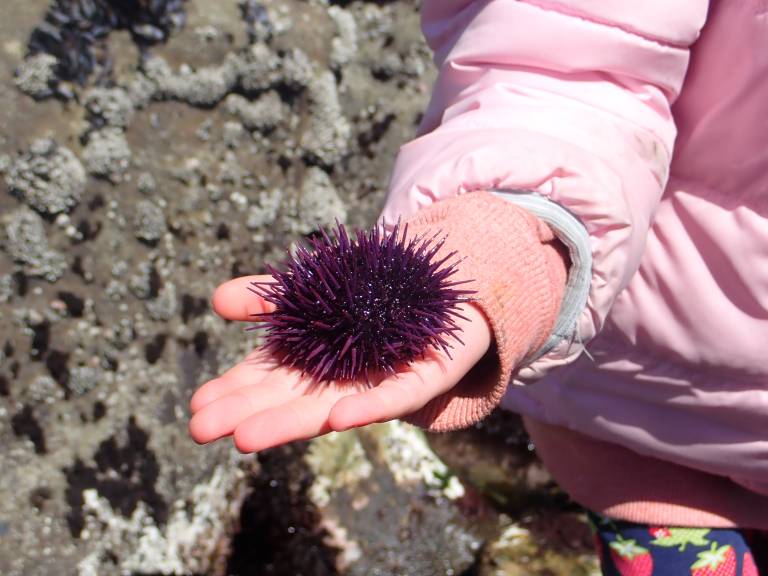 Student holding purple sea urchin