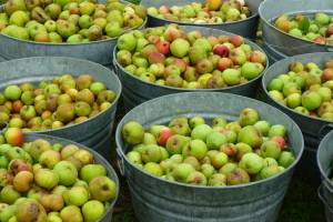 FRC_apples_2011_Birgit