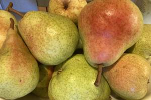 Pears_Birgit