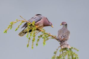 Band-tailed_Pigeon_Couple_Becky-Matsubara