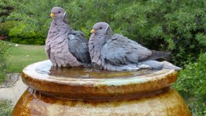 Band-tailed_Pigeon_Mikes-Birds