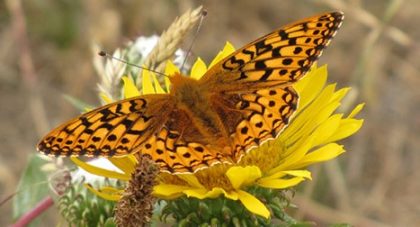 Behren's Silverspot Butterfly an Endangered Species, Observed in Mendocino