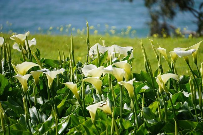 Calla-Lilies