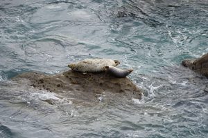 Marine Mammal