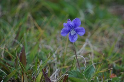 Individual Viola adunca blossom