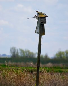 BIRDING COMMUNITY