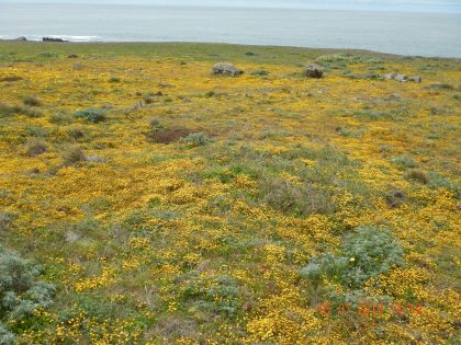 Spring wildflowers on the coastal bluffs of Salt Point State Park