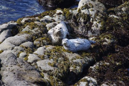 Harbor Seals 