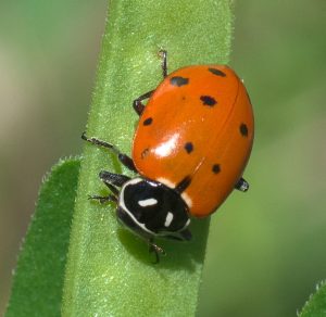 Hippodamia_convergens