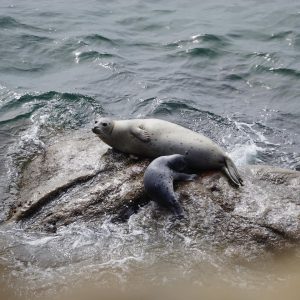 Mama-seal-and-pup