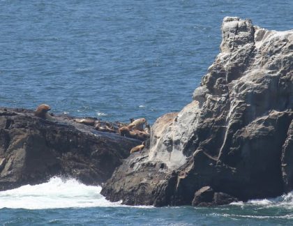 SEA-LION