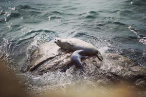 Seal-training