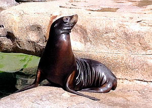 California Sea Lions