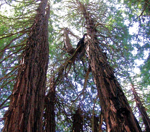 Redwoods