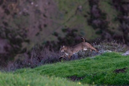 Bobcat 