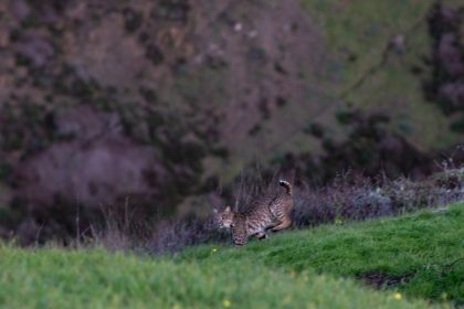 Bobcat 