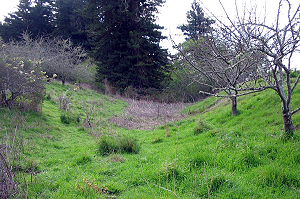 Fort Ross orchard