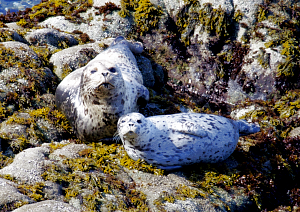  Harbor Seal 