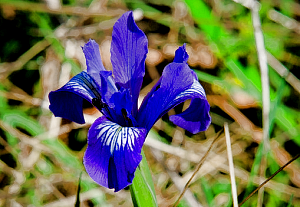 iris macrosiphon