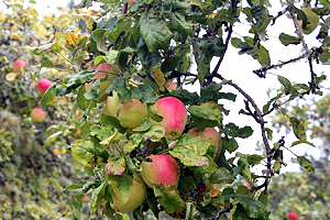 Bellflower apple tree