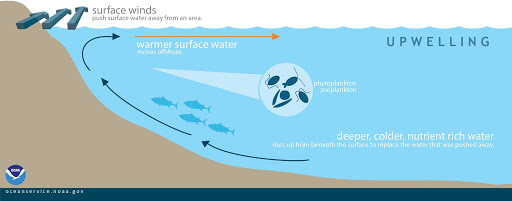 UPWELLING